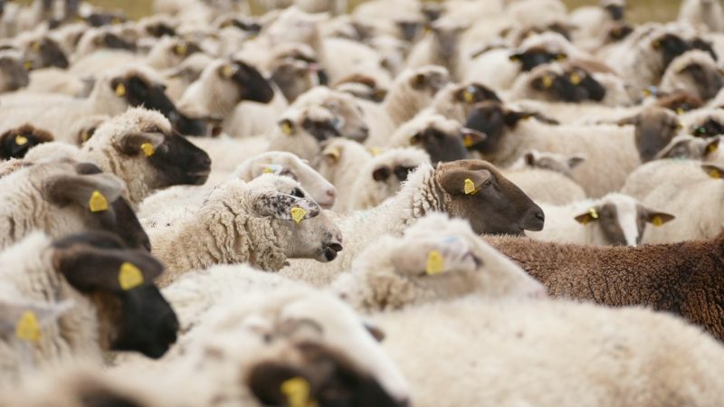 新万博即时比分反馈全攻略：从问题诊断到高效解决